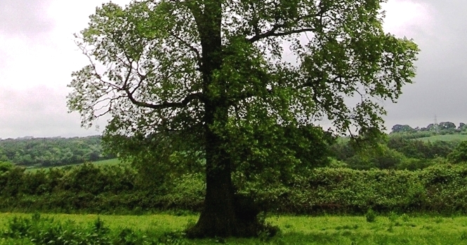 <div>Elçin Hüseynbəyli - Qarağac - <span style="font-weight: bold; font-style: italic; color: rgb(128, 0, 0);">Romandan parça	
	</span></div>