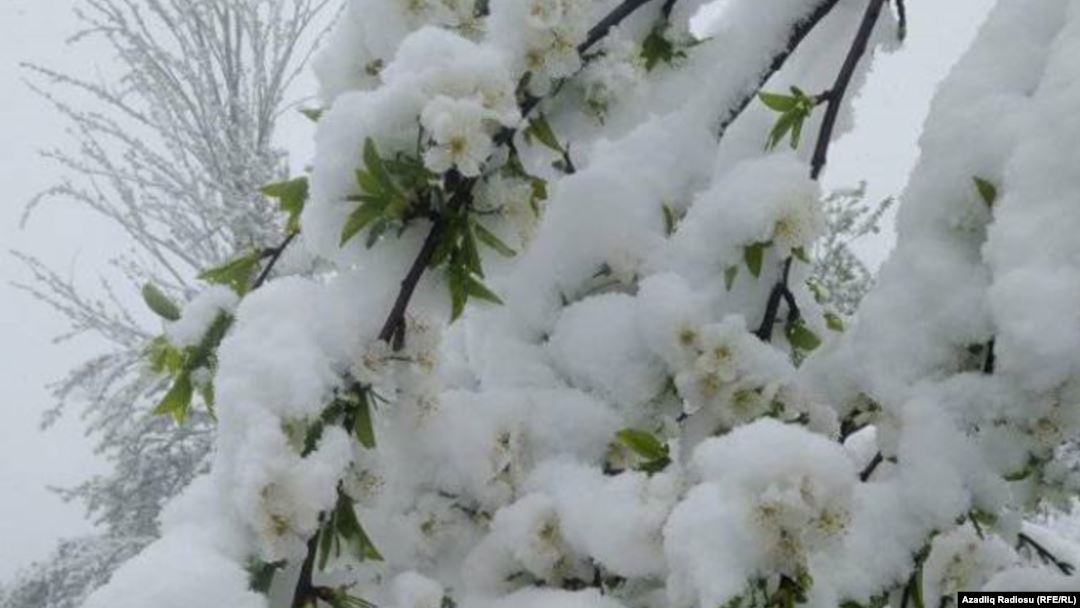 Təranə Vahid - Qorxu çiçəkləri<br>