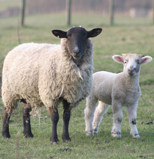 <span>Səxavət Sahil - Qoyun-quzu ədəbiyyatı</span>